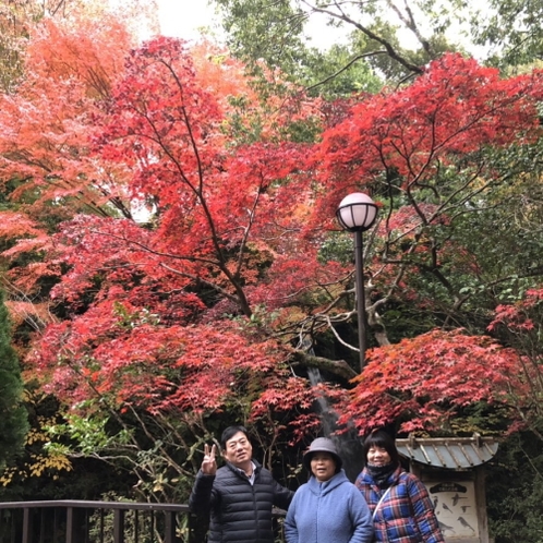 【万葉公園の紅葉】もみじが真っ赤になる紅葉の見ごろは、11月後半から12月にかけてになります