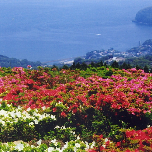 【星ヶ山公園 さつきの郷】約5万株のサツキが咲き誇り、相模湾の絶景を見下ろす花と絶景のビュースポット