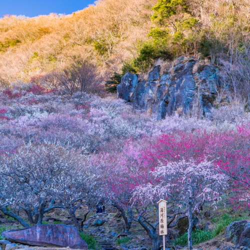 湯河原春の風物詩【梅の宴】が令和３年２月６日より３月７日まで開催されます。