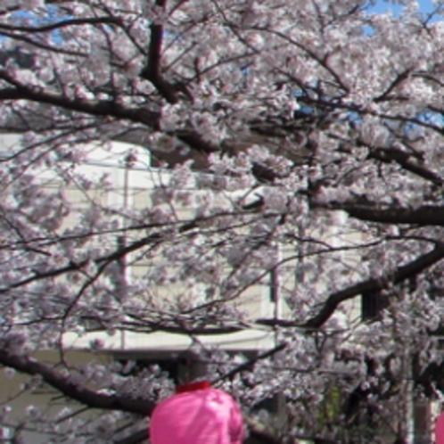 湯河原の桜の名所