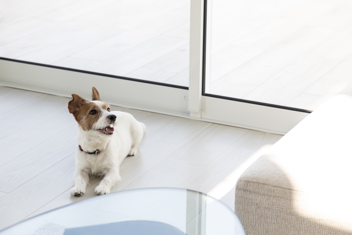 【Summer × Dog Luxury Stay】〜選べるディナー＆朝食〜【愛犬と過ごす夏の休日】