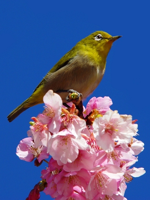 ｓｅａ ｓｈｅｌｌ 宿泊予約 楽天トラベル