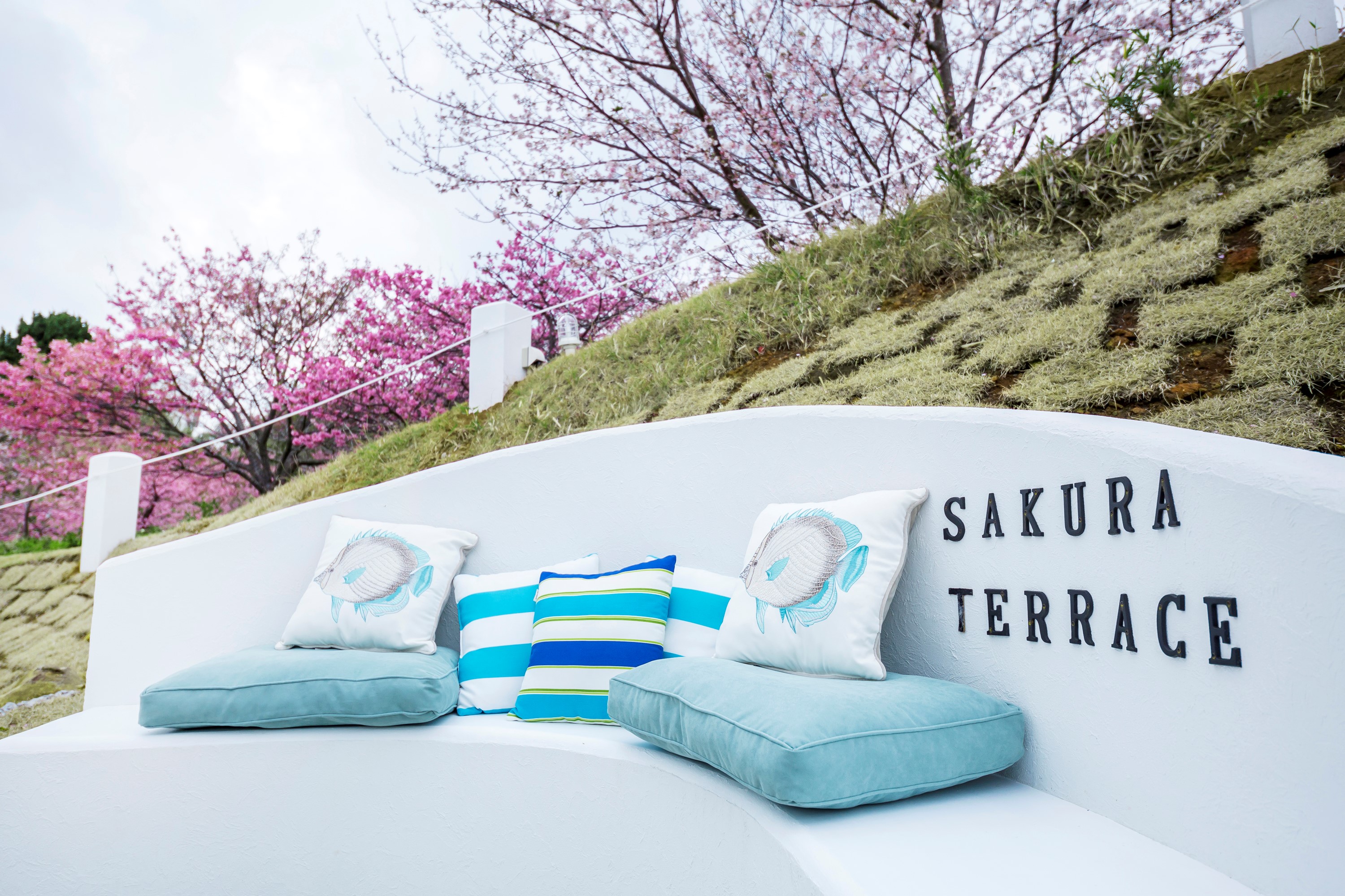 ~Sakura Terrace~