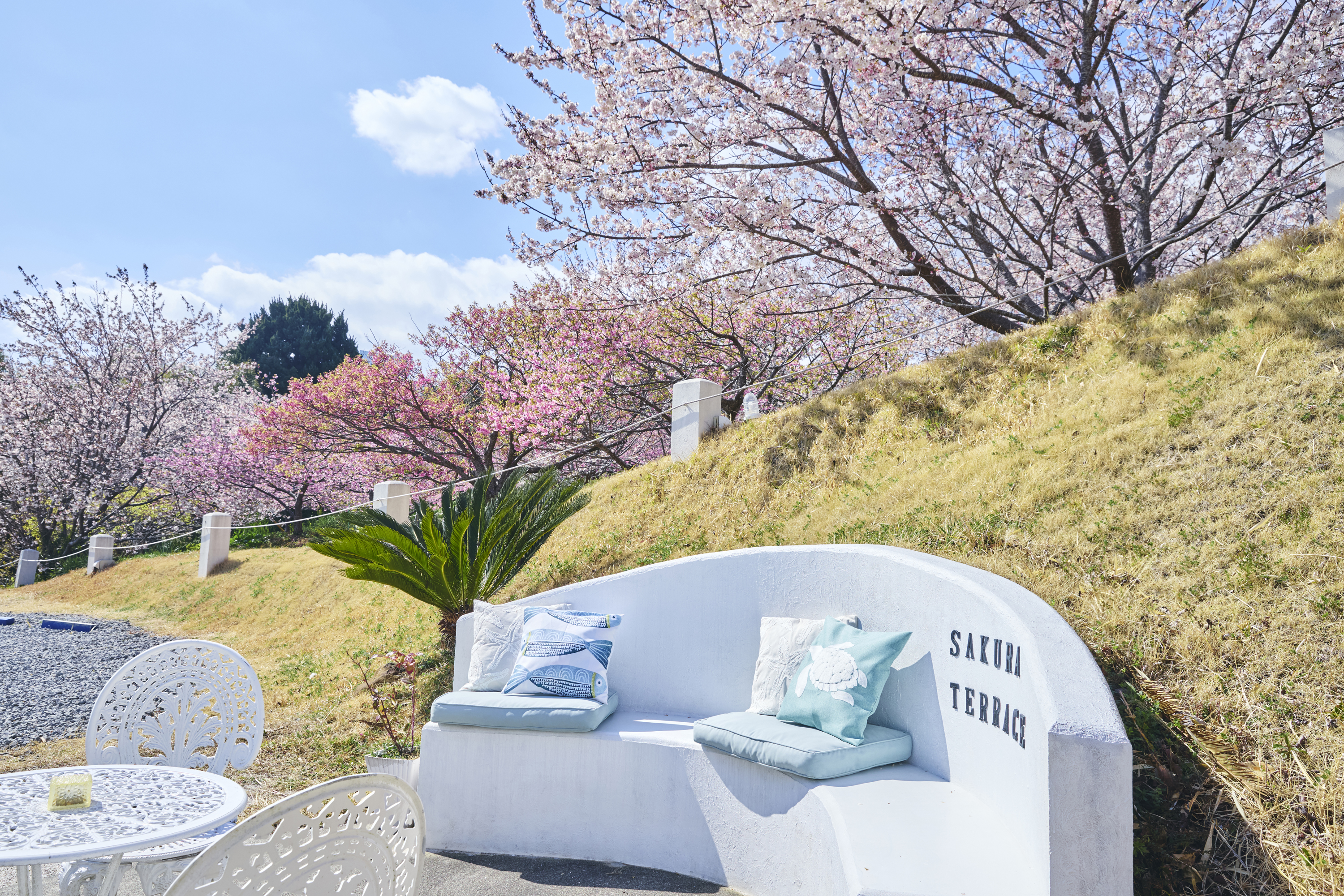白浜桜の里の桜をお楽しみいただける～Sakura Terrace～