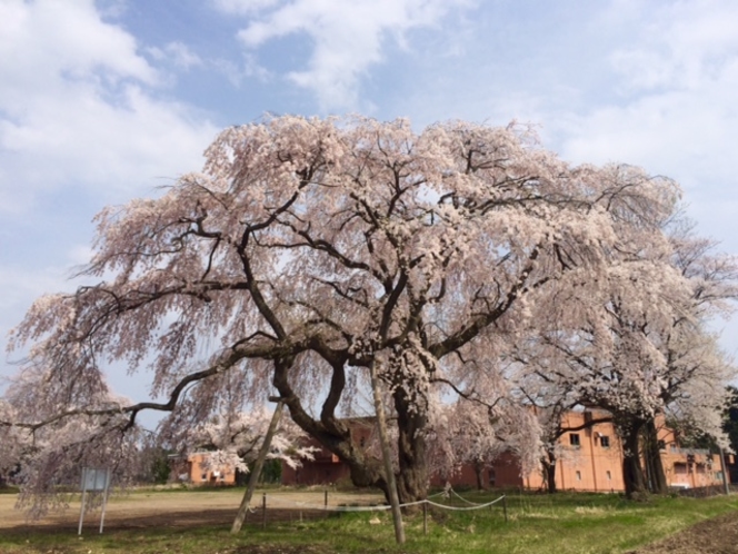 千貫石枝垂れ桜