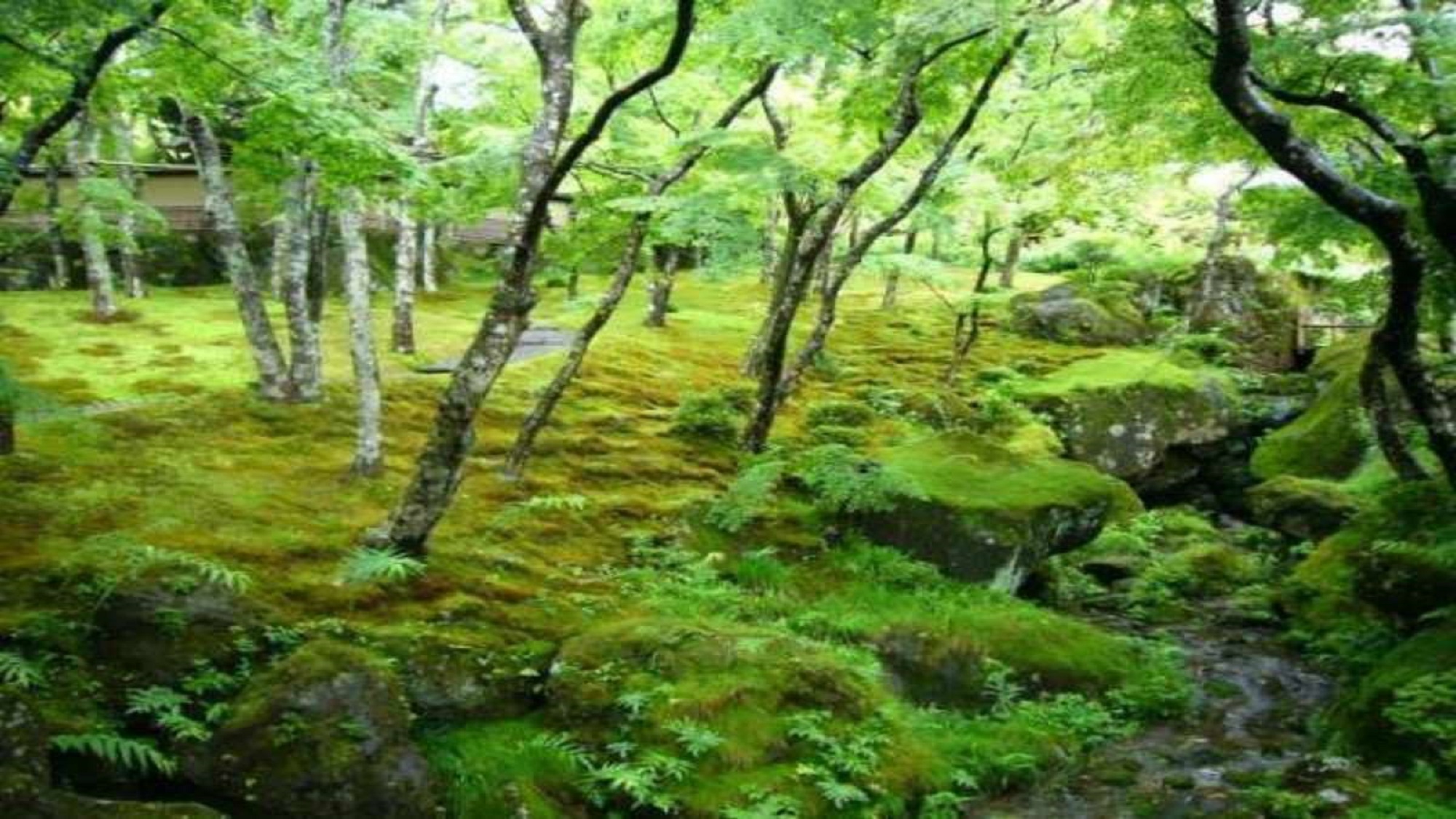 ◆箱根美術館（当館から徒歩４分）：約130種類の苔が植えられている苔庭