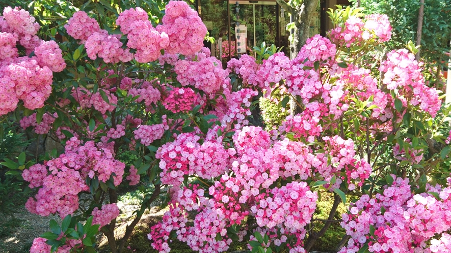 *【カルミア】1年を通していろいろな種類の花が咲きそろいます。