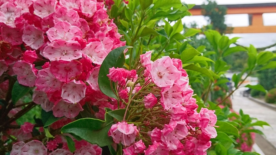 *【カルミア】1年を通していろいろな種類の花を楽しめます。