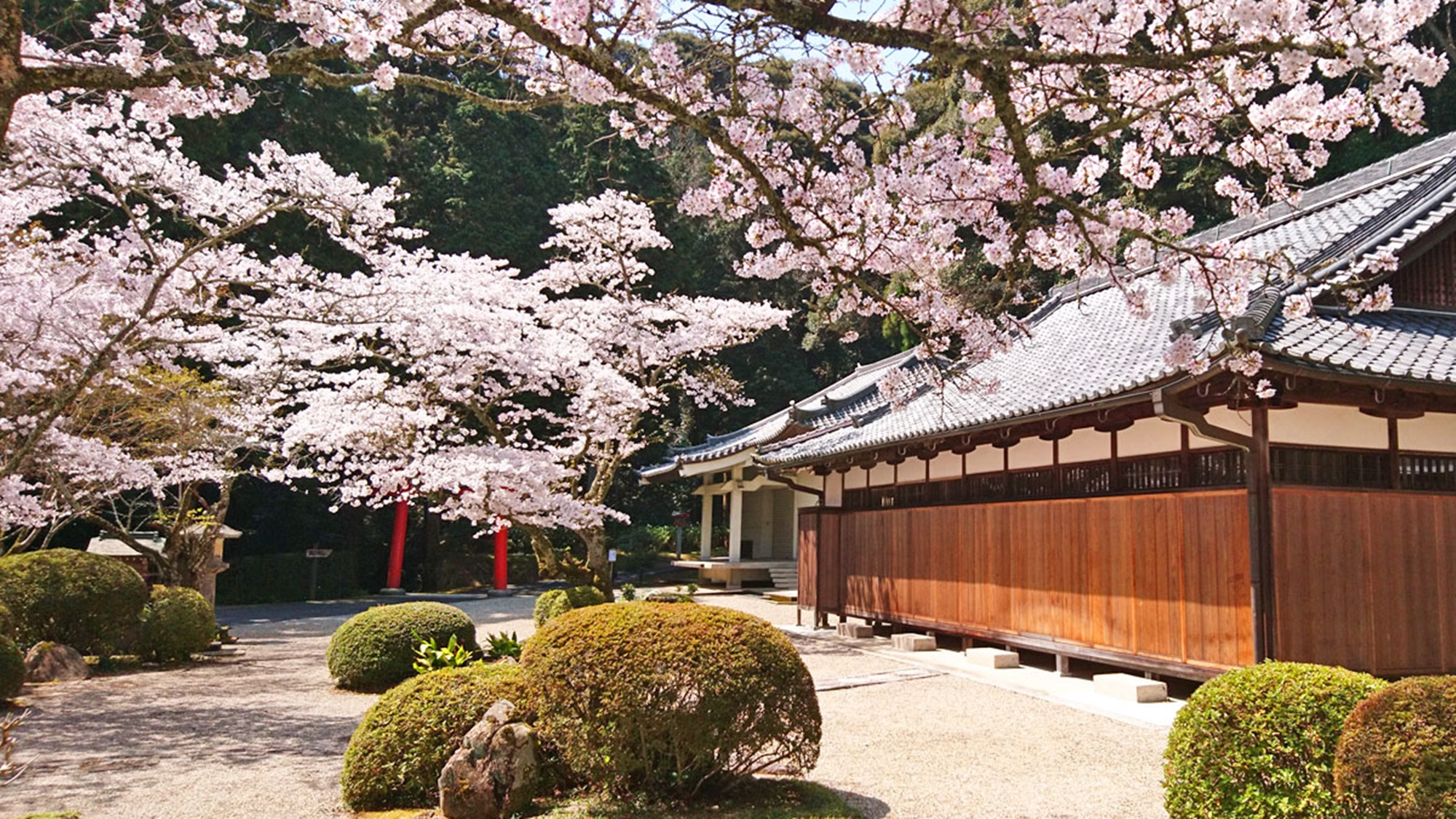 *【桜】地蔵院に咲く桜