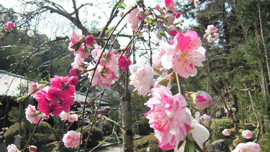 *【源平枝垂桃】1年を通していろいろな種類の花を楽しめます。