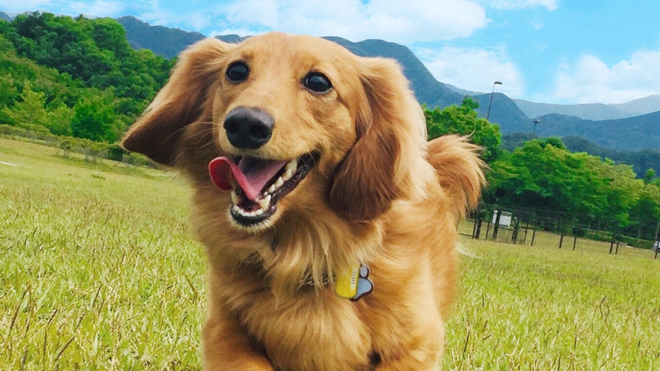 【夏季｜1泊】愛犬と一緒！ペットプラン ＜素泊＞