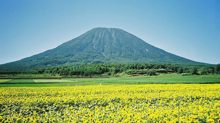 羊蹄山とひまわり