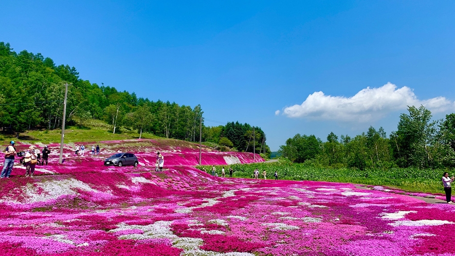 三島邸の芝桜