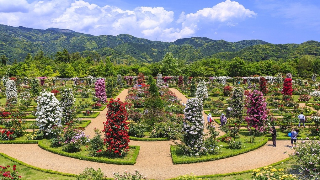 【期間限定】6000株のバラの香りに包まれる♪バガテル公園入園券付きプランで春を満喫！＜2食付き＞