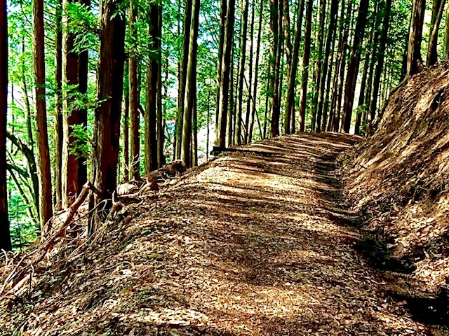 神の湯周辺の森林浴1