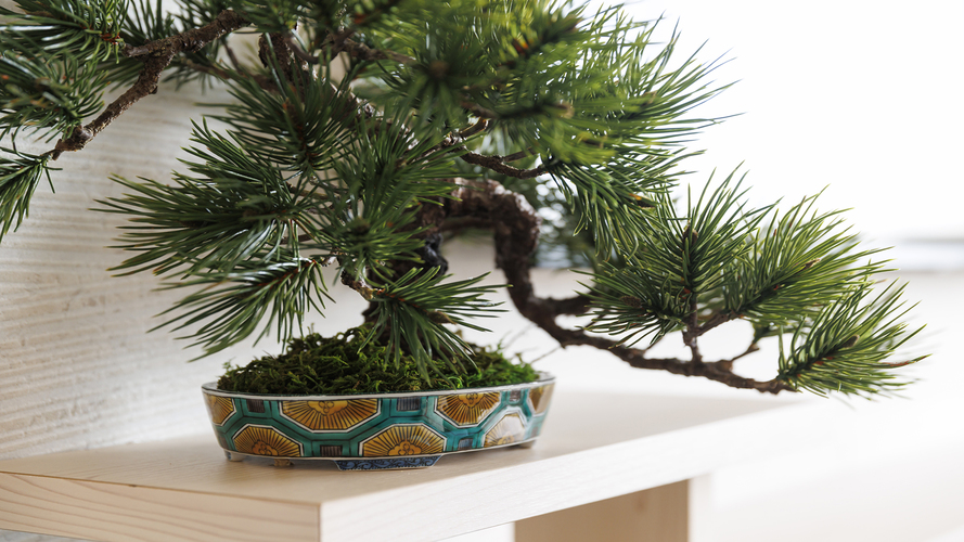 【禁煙】JAPANESE SUITE 500イメージ