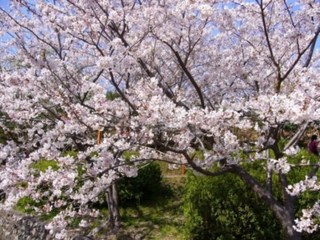 春の温かみを感じる満開の桜（平草原）