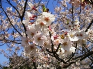春満開の桜