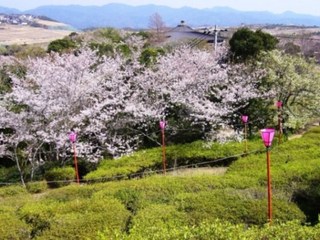 春の温かみを感じる満開の桜（平草原見下ろし）