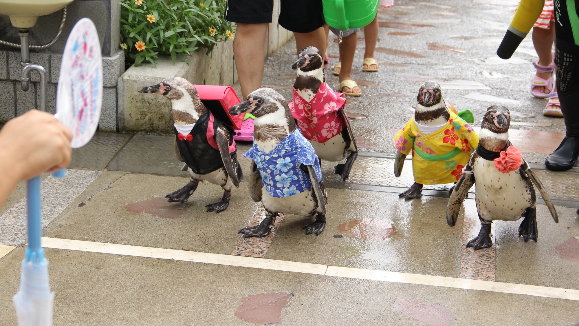 志布志湾大黒イルカランド