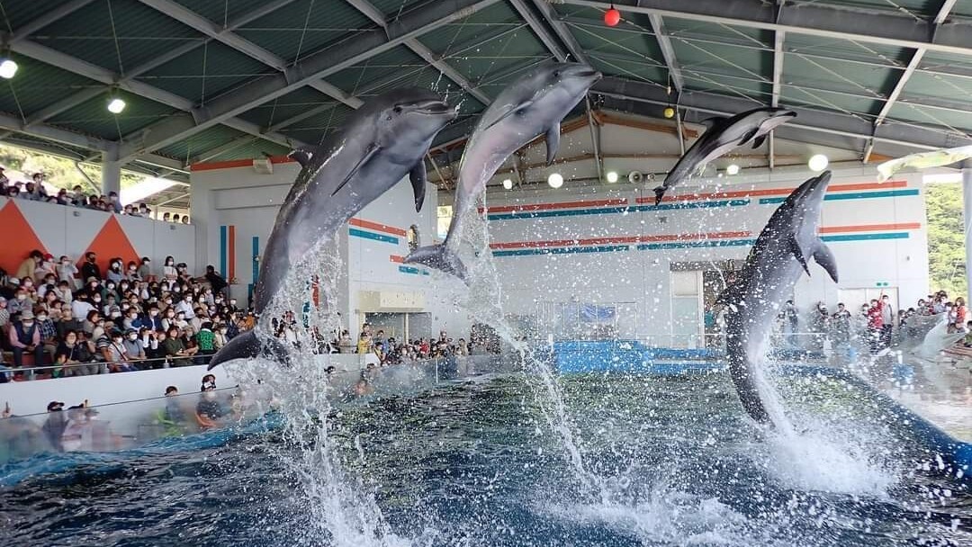 志布志湾大黒イルカランド