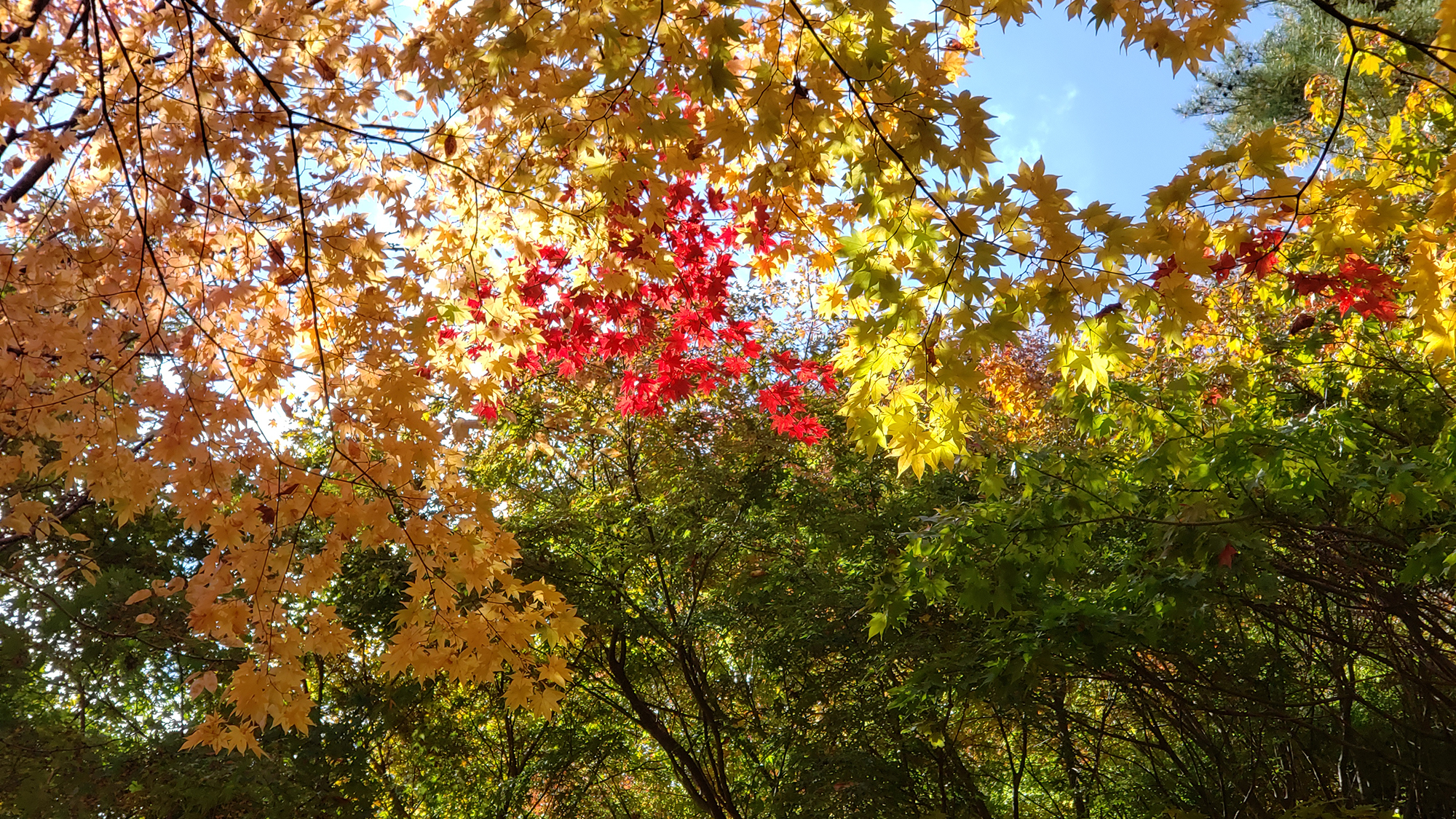 ◆【季節】　大芝高原の紅葉