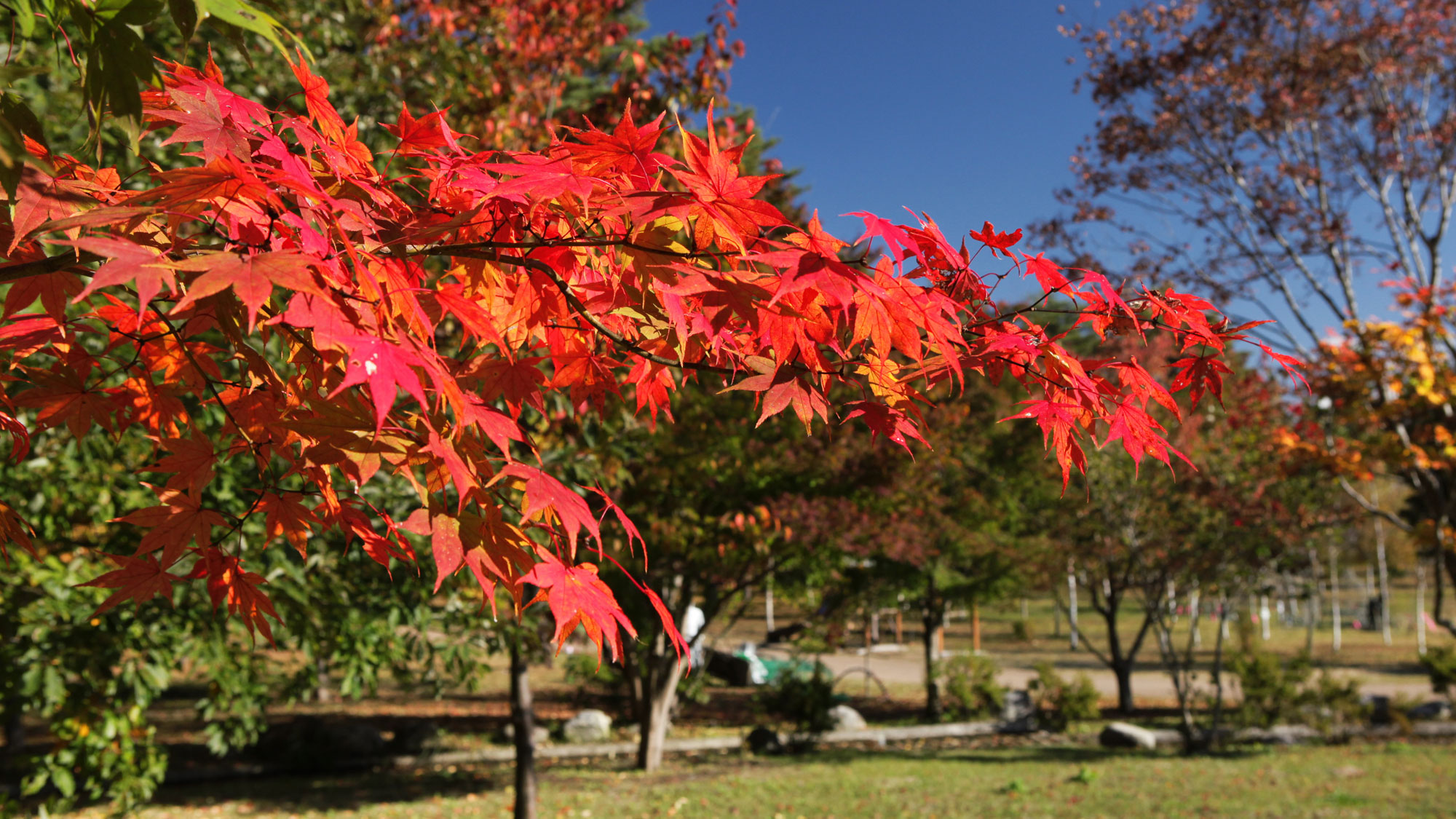 *秋の大芝高原/大芝荘周辺が色鮮やかな紅葉に包まれる季節。
