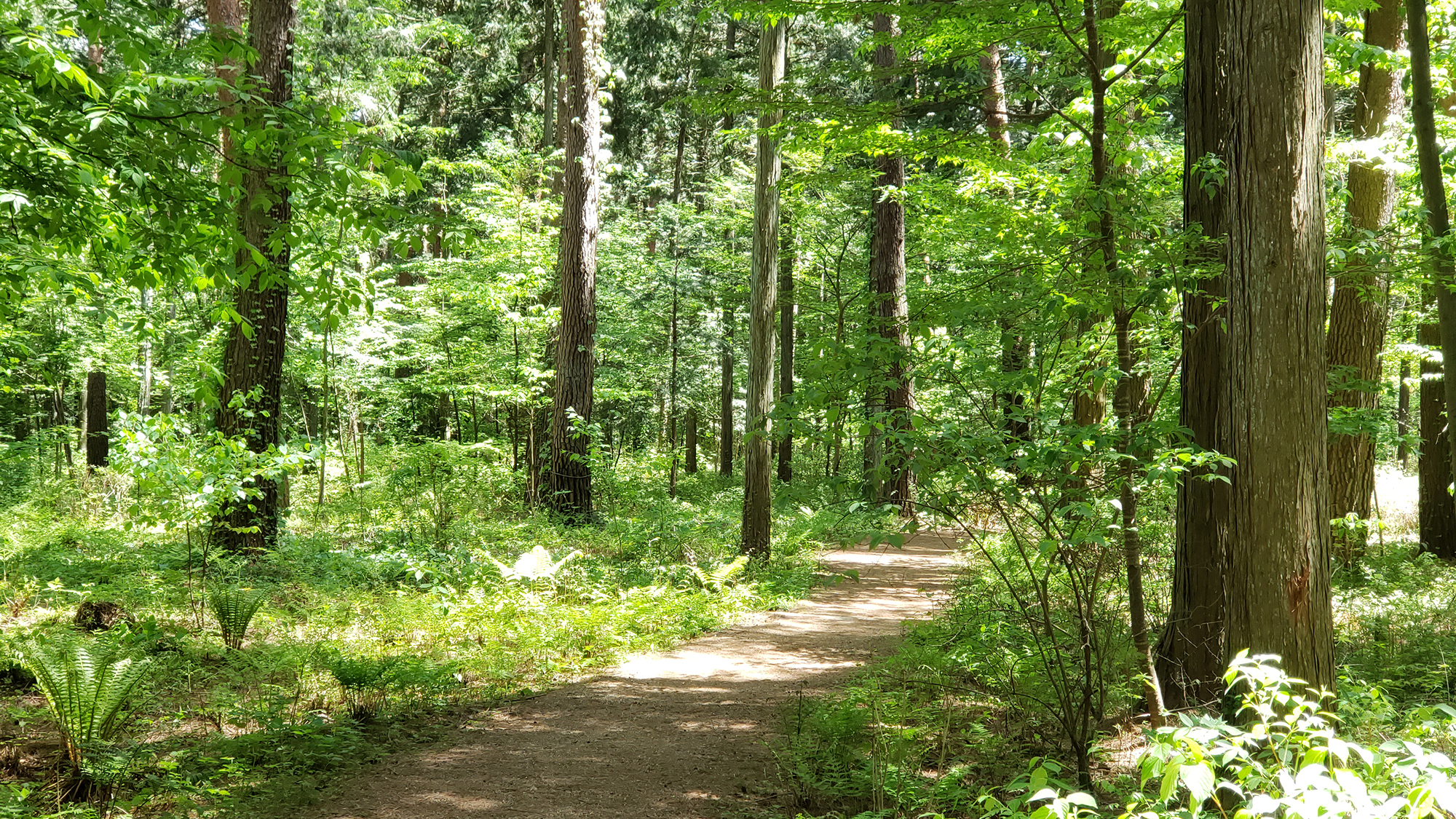 ◆【季節】春～初夏　新緑の歩道