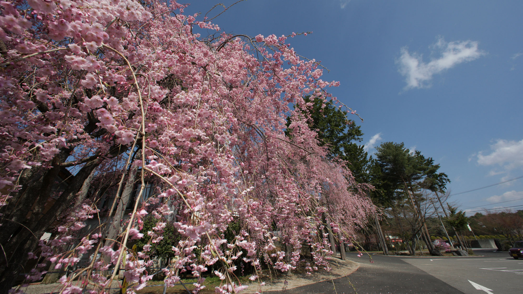 *春の大芝高原/敷地内に咲き誇るしだれ桜。のんびりお花見を満喫。