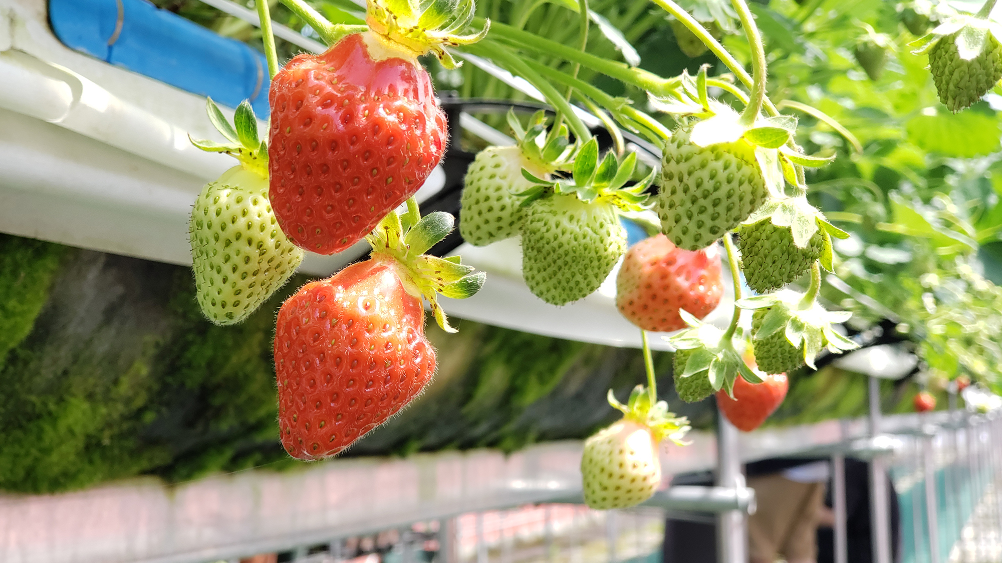 ◆【季節】 いちご狩りも楽しめます