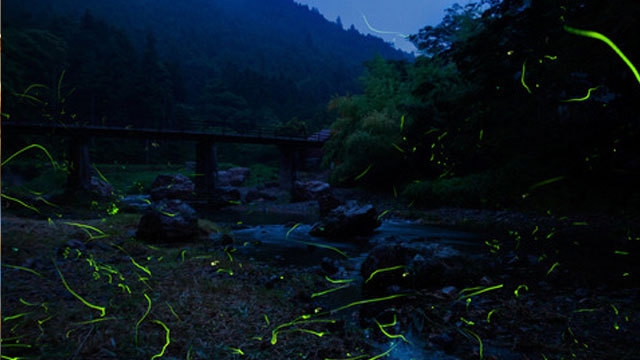 ホタルの舞観賞付宿泊プラン（6/8〜6/30）