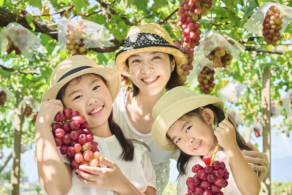 【ビュッフェプランに＋1，000円】 秩父のブドウ！３０分食べ放題♪ 　平日宿泊限定ぶどう狩りパック
