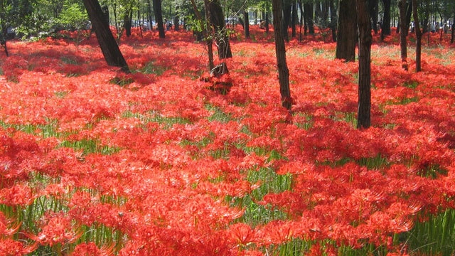 巾着田曼珠沙華の里観賞体験（会場への送りバス付き）宿泊プラン（9/28〜10/8）