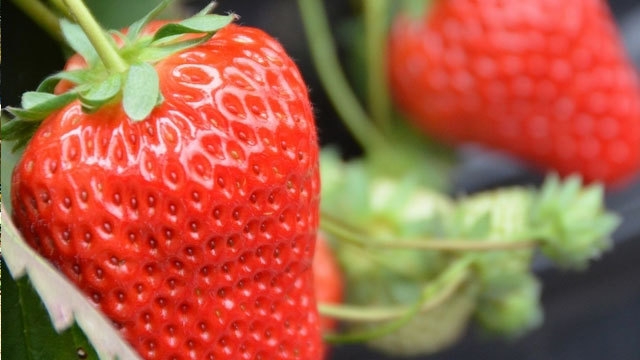 【美味しい秩父のいちご狩り付き】宿泊プラン２０２６．１/９〜３/３１