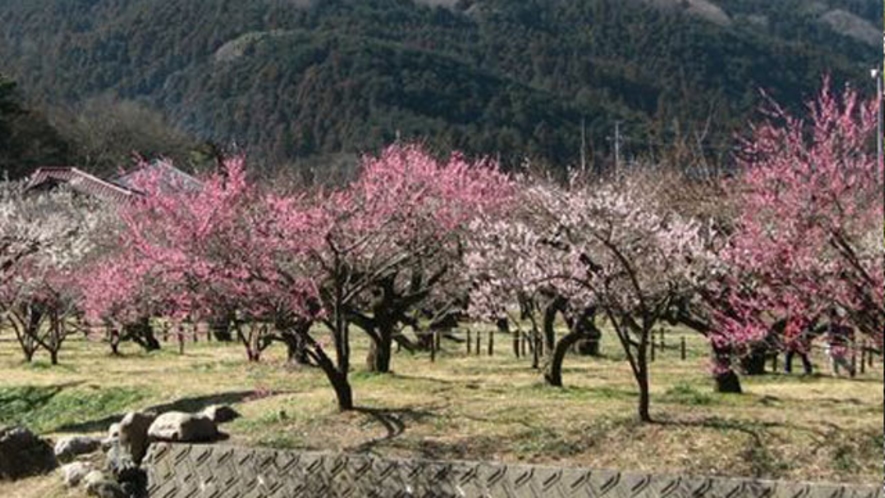 約600年前に植えられた古木を含め、白加賀、越生野梅、紅梅など約 1000本の梅の木織りなす越林梅林
