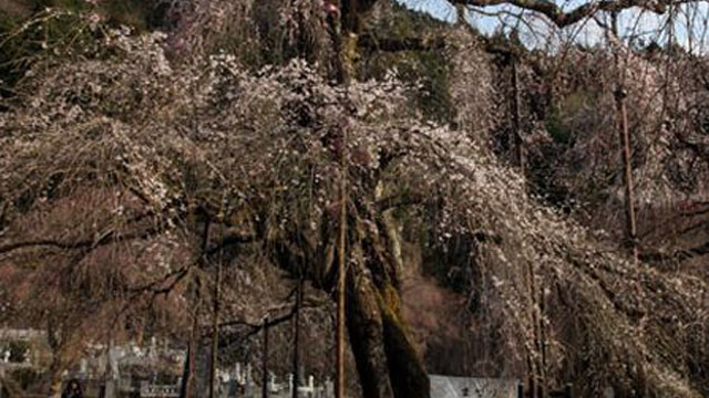 秩父紅しだれ桜など大小30本、見事なしだれ桜が咲き誇ります。清雲寺