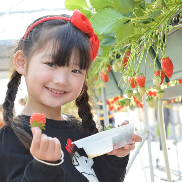 【イチゴ狩り体験チケット付】真っ赤なイチゴ40分食べ放題☆のどぐろ・島根牛〜美味しいものまるごと会席