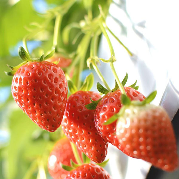 【イチゴ狩り体験チケット付】真っ赤なイチゴ40分食べ放題☆のどぐろ・島根牛〜美味しいものまるごと会席