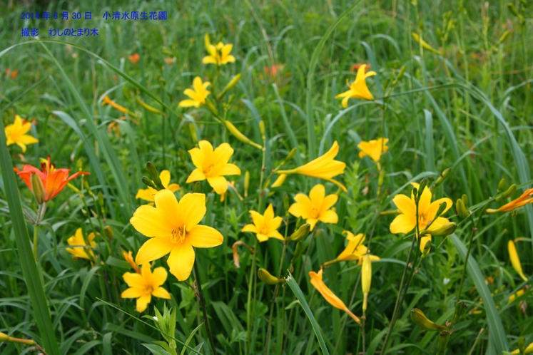 小清水原生花園　005