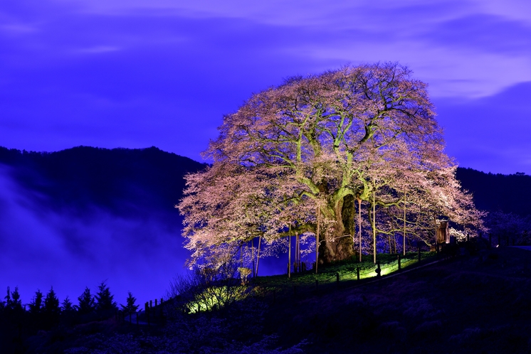 醍醐桜