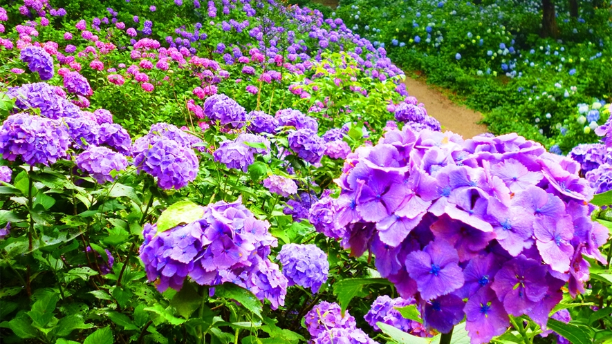 *東京ドイツ村/6月の見所は梅雨の紫陽花3万株です