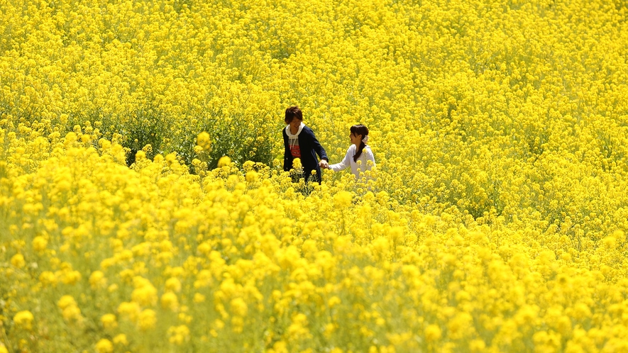 *マザー牧場/菜の花畑