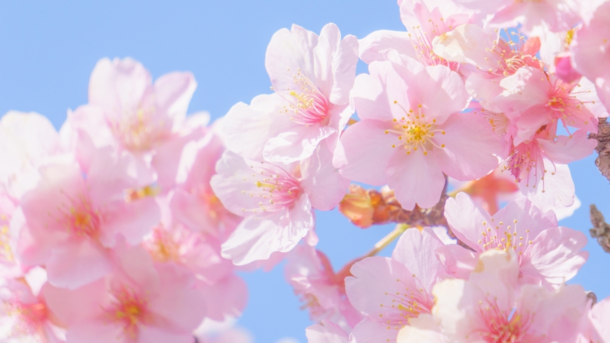 桜シーズン到来♪　是非おこしいただき、美咲町の春をお感じください!(^^)!