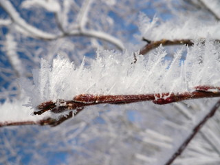 冬の自然の芸術、霧氷。