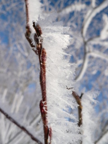 冬の自然の芸術、霧氷。