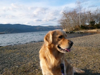 湖での看板犬マッシュ
