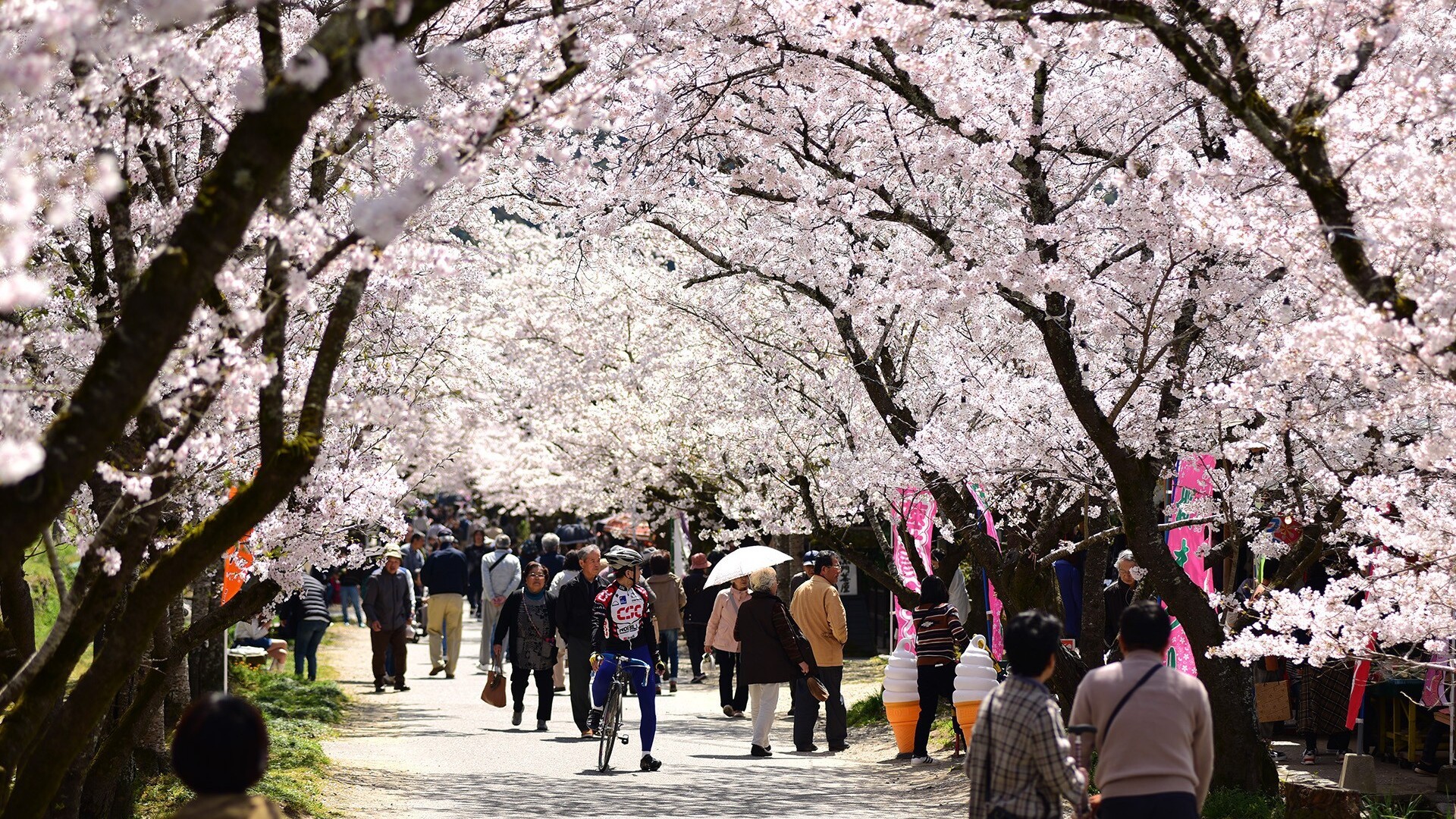 秋月　杉の馬場の桜