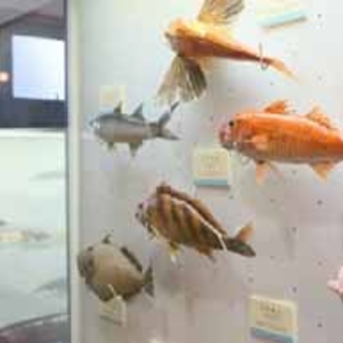 お魚の剥製170点以上を展示したお魚ギャラリーー