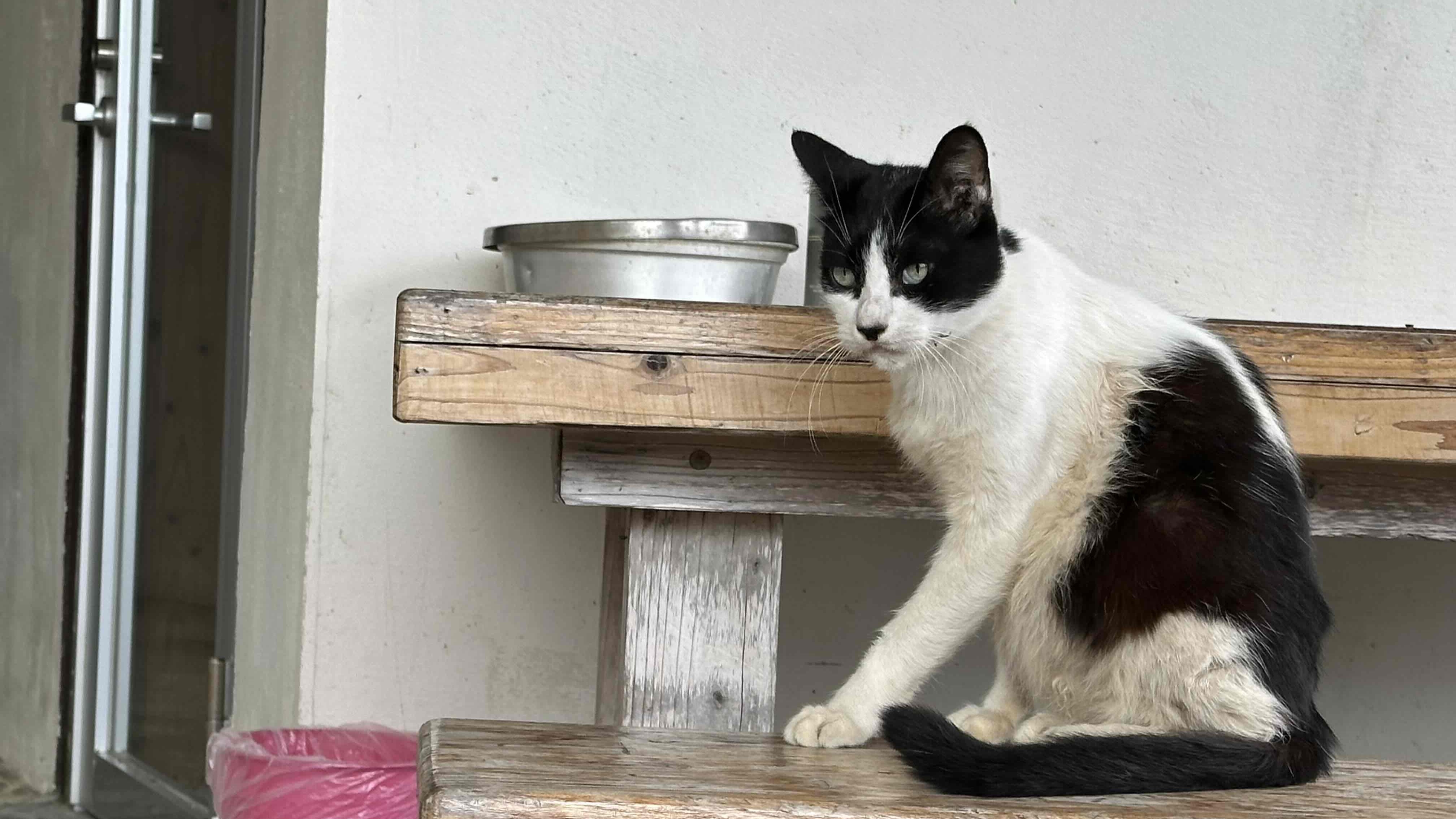 *【ねこちゃん（一例）】当館には4匹の猫がいますので、ぜひ会いに来てください