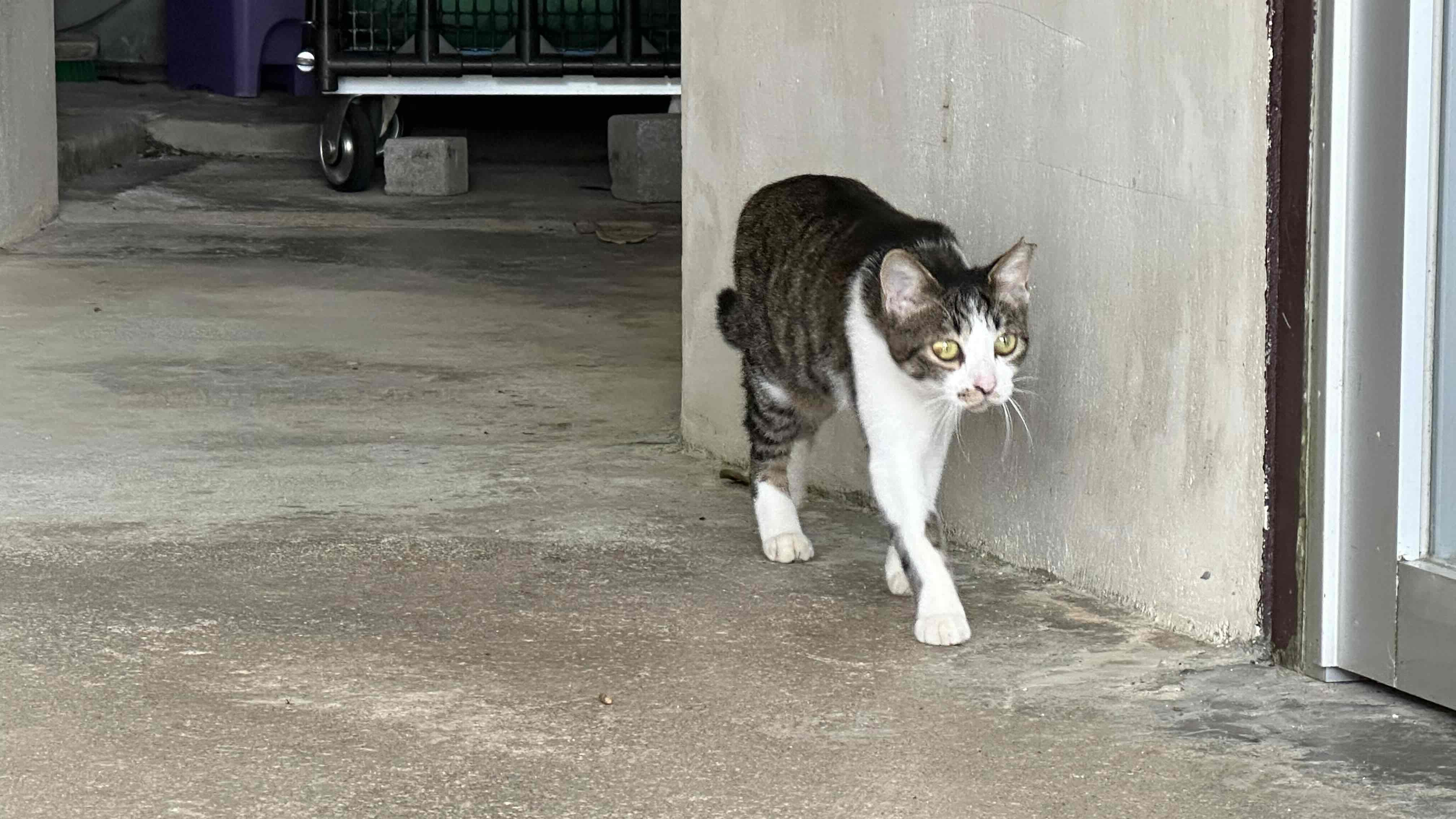 *【ねこちゃん（一例）】当館には4匹の猫がいますので、ぜひ会いに来てください